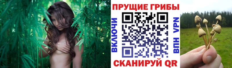 Псилоцибиновые грибы Cubensis  Ядрин 